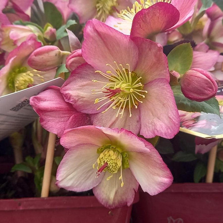 Helleborus x glandorfensis 'Rosali' ~ HGC® Ice N' Roses Rosali Lenten Rose-ServeScape