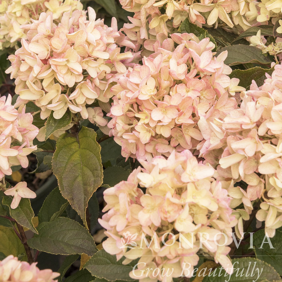 Hydrangea paniculata 'SMHPCW' PP #28,699 ~ Monrovia® Strawberry Shake™ Hydrangea-ServeScape