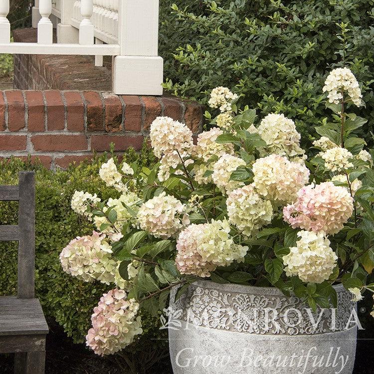 Hydrangea paniculata 'SMHPCW' PP #28,699 ~ Monrovia® Strawberry Shake™ Hydrangea-ServeScape