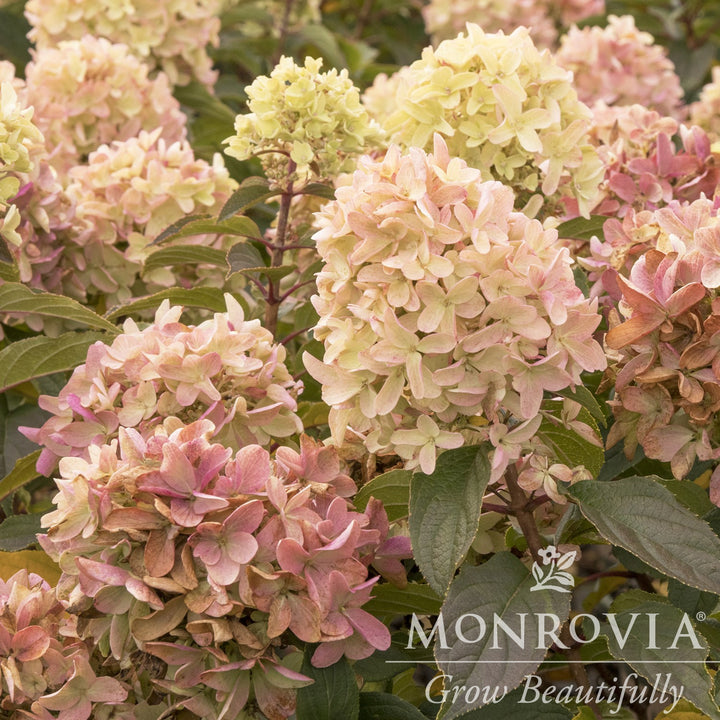 Hydrangea paniculata 'SMHPCW' PP #28,699 ~ Monrovia® Strawberry Shake™ Hydrangea-ServeScape