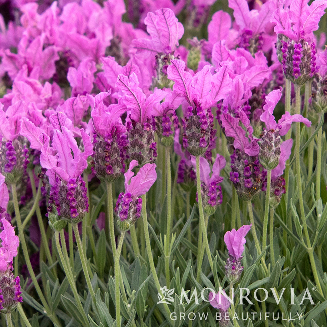 Lavandula stoechas subsp. pendunculata 'IBPR901-2' ~ Monrovia® The Princess™ Spanish Lavender-ServeScape