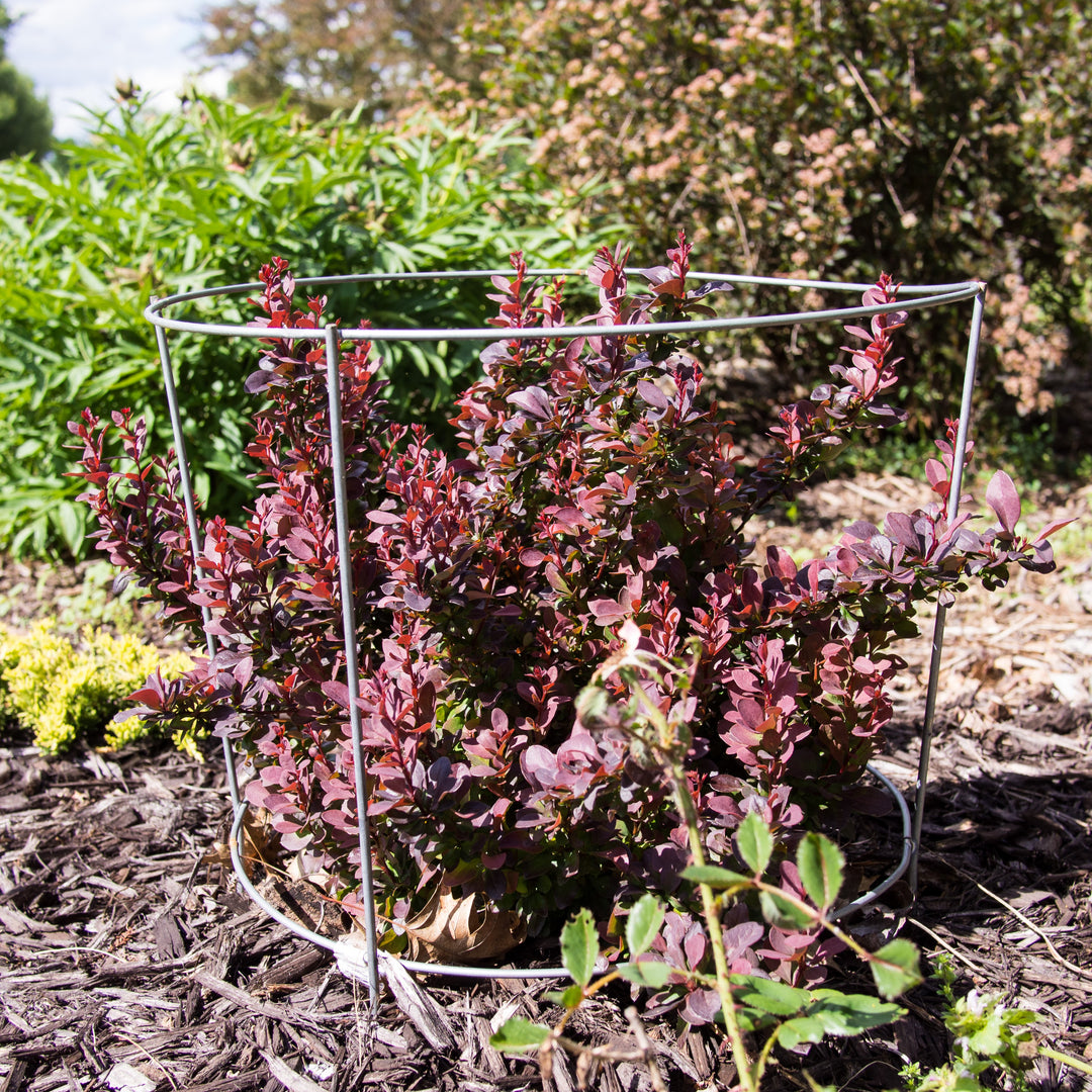 Berberis thunbergii 'Concorde' ~ Concorde Barberry-ServeScape