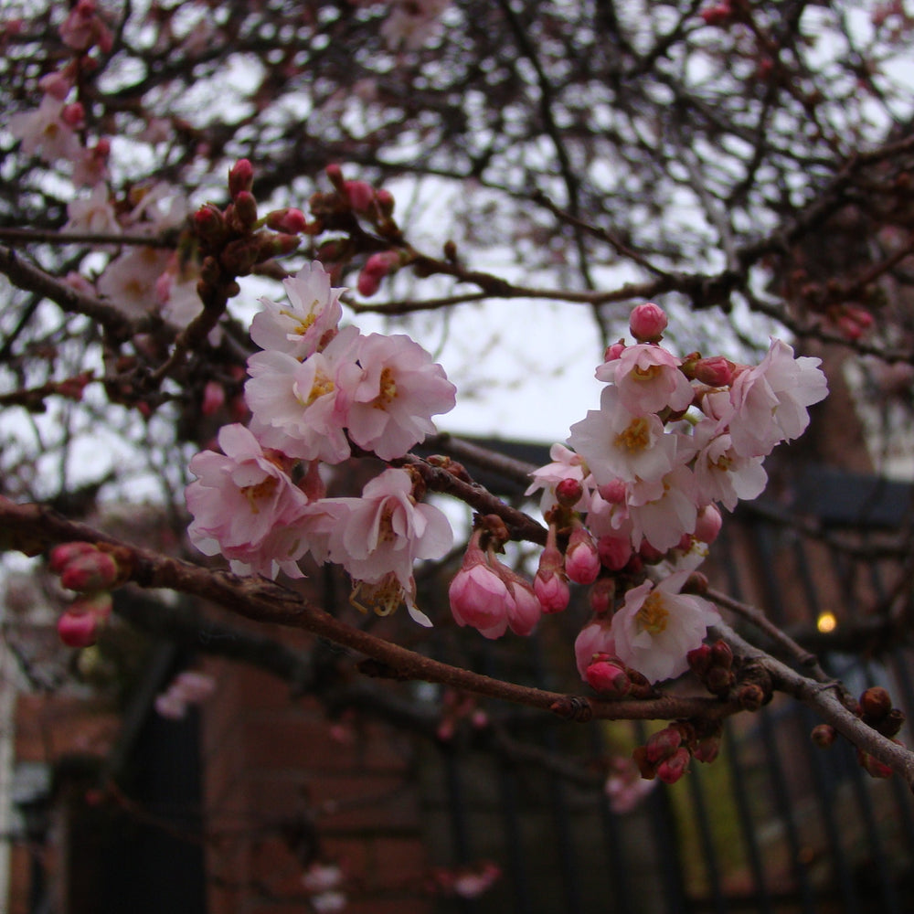Prunus subhirtella 'Autumnalis Rosea' ~ Rosy Higan Flowering Cherry-ServeScape