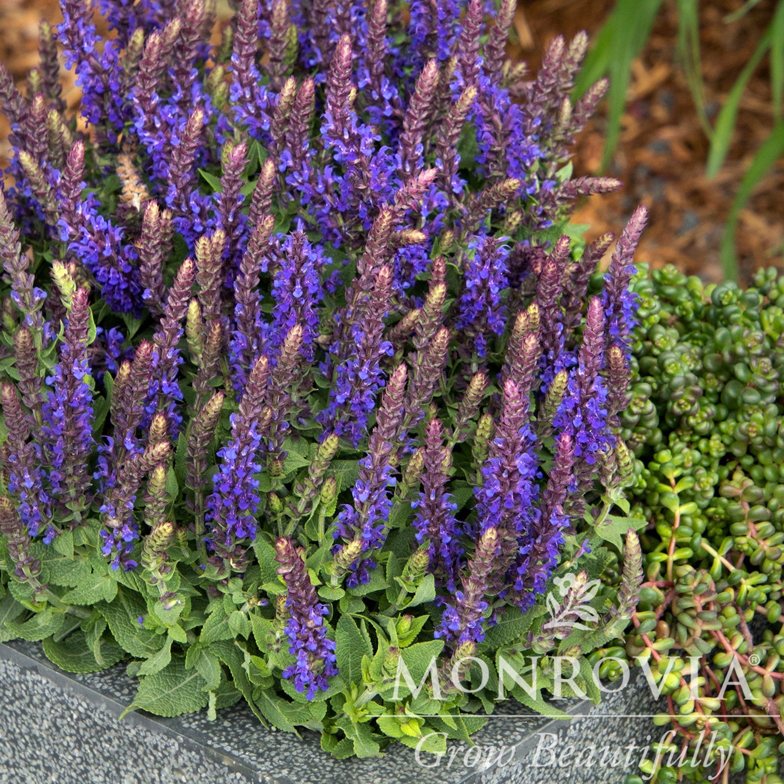 Salvia x sylvestris 'Little Night’ ~ Monrovia® Little Night Wood Sage-ServeScape