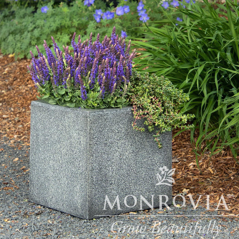 Salvia x sylvestris 'Little Night’ ~ Monrovia® Little Night Wood Sage-ServeScape