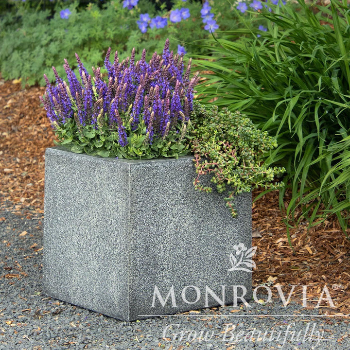 Salvia x sylvestris 'Little Night’ ~ Monrovia® Little Night Wood Sage-ServeScape