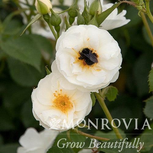 Rosa 'BOKRARUISP' PPAF ~ Monrovia® Nitty Gritty™ White Rose-ServeScape