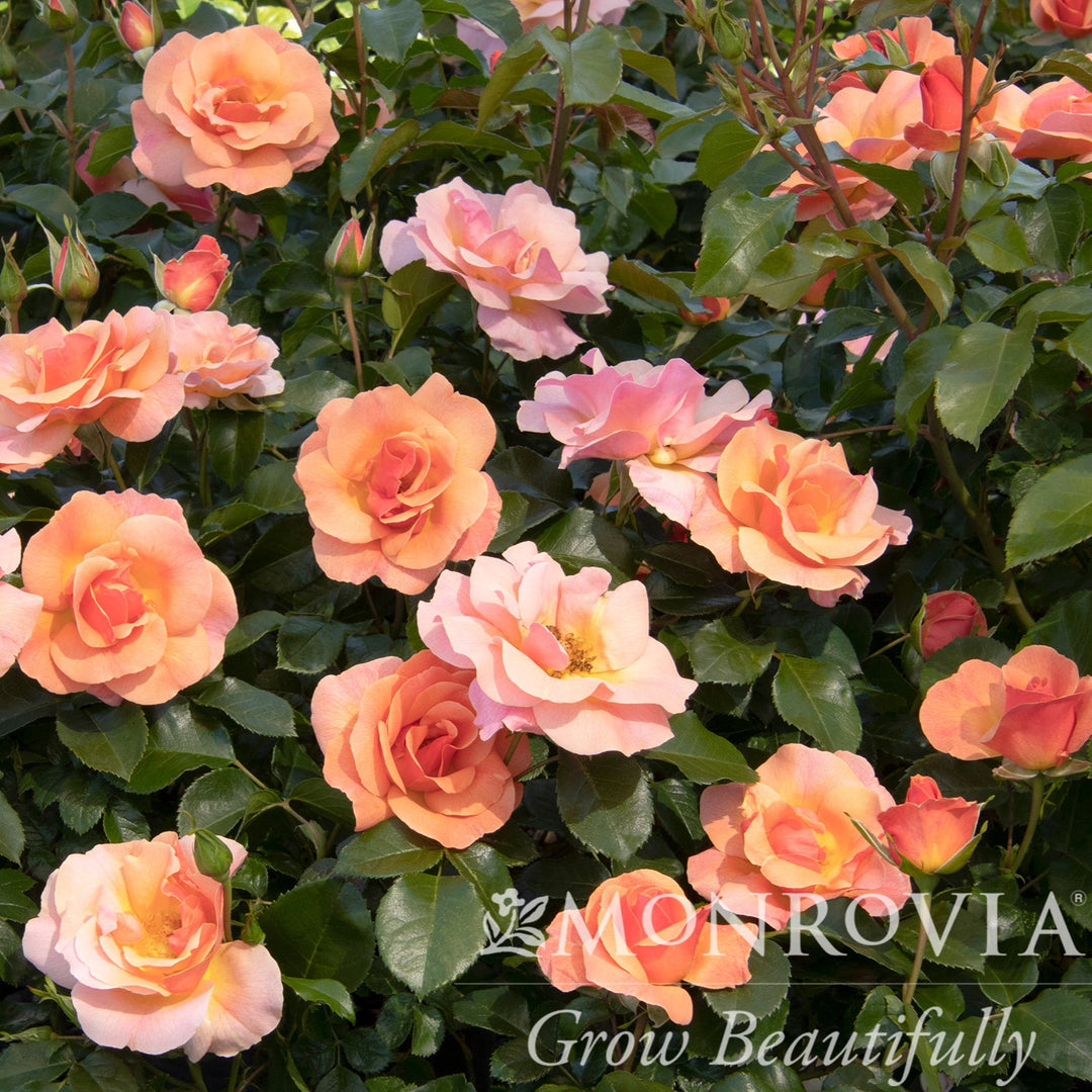 Rosa x 'RUIRI0091A' PP33,152 ~ Monrovia® Nitty Gritty™ Peach Rose-ServeScape