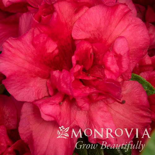 Rhododendron x 'RLH1-10P18' PP #24,493 ~ Monrovia® Double Shot® Salmon Azalea-ServeScape