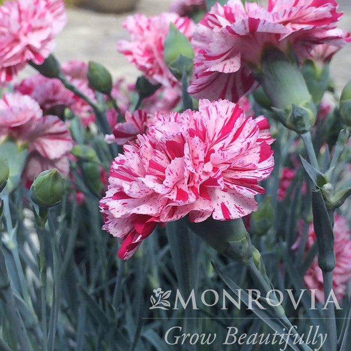 Dianthus x 'Wp15 Mow08' PPAF ~ Monrovia® Devon Cottage™ Pinball Wizard Dianthus-ServeScape