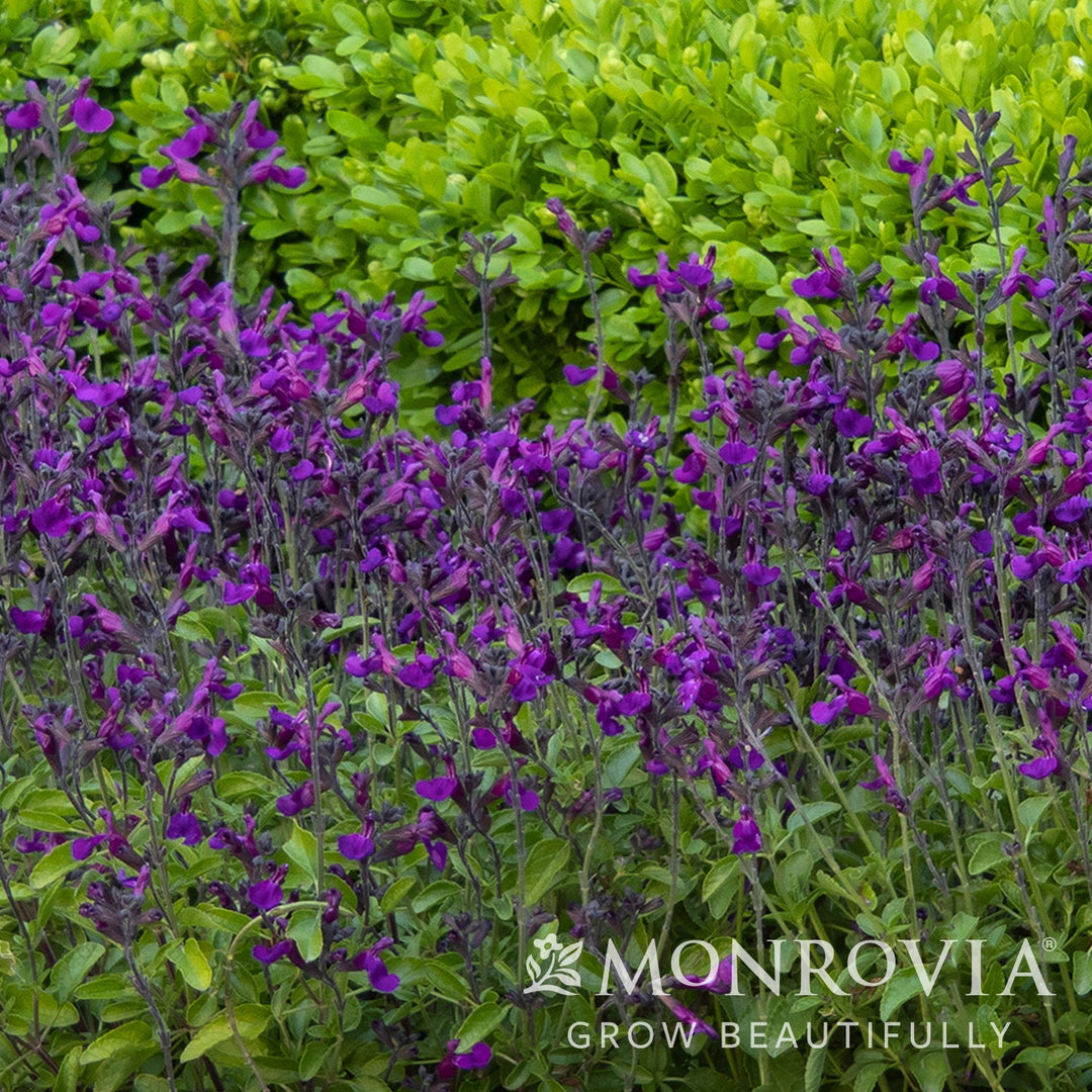 Salvia x jamensis 'Ignition Purple' PP #27,788 ~ Monrovia® VIBE® Ignition Purple Salvia-ServeScape