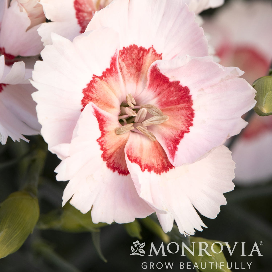 Dianthus allwoodii 'Wp15 Pie45' PPAF ~ Monrovia® American Pie™ Georgia Peach Dianthus-ServeScape
