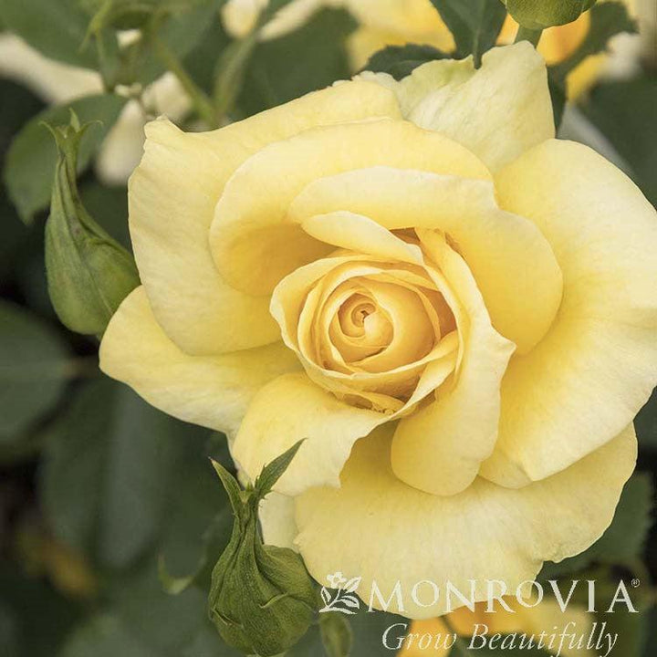 Rosa 'Radmonyel' PP #30,571 ~ Monrovia® Grace N' Grit™ Yellow Shrub Rose-ServeScape
