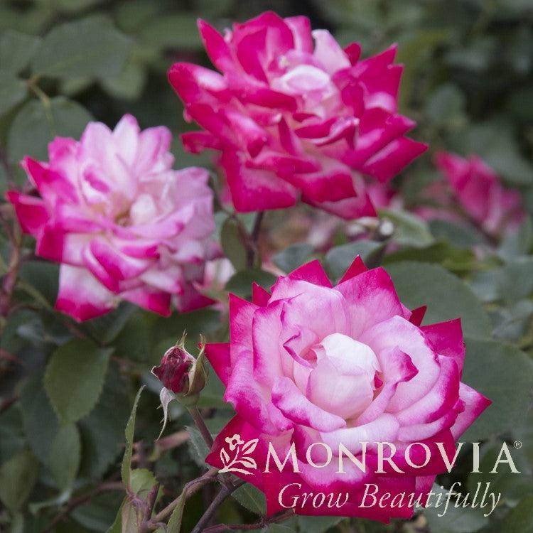 Rosa 'Meiryezza' PP #30,844 ~ Monrovia® Grace N' Grit™ Pink Bicolor Shrub Rose-ServeScape