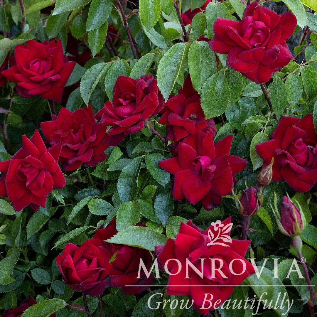 Rosa 'Meizygglie' PP #31,077 ~ Monrovia® Grace N' Grit™ Red Shrub Rose-ServeScape