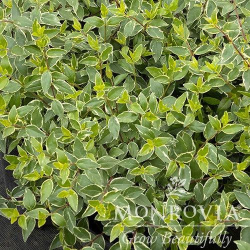 Abelia x grandiflora 'Wevo01' ~ Monrovia® Lucky Lots Abelia-ServeScape