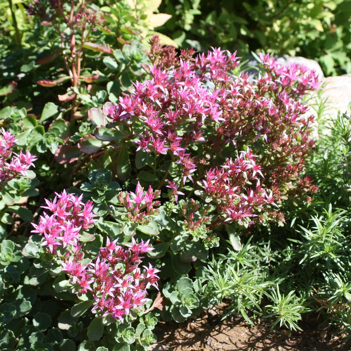 Sedum spurium 'Schorbuser Blut' ~ Dragon's Blood Stonecrop-ServeScape