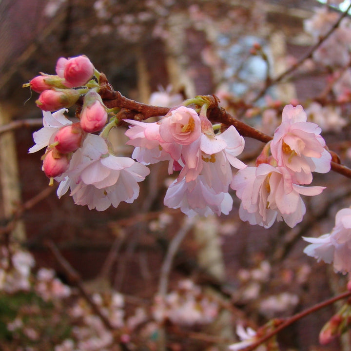 Prunus subhirtella 'Autumnalis Rosea' ~ Rosy Higan Flowering Cherry-ServeScape