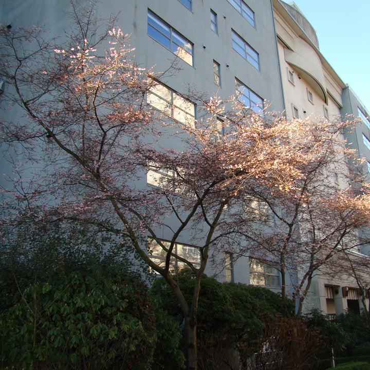 Prunus subhirtella 'Autumnalis Rosea' ~ Rosy Higan Flowering Cherry-ServeScape