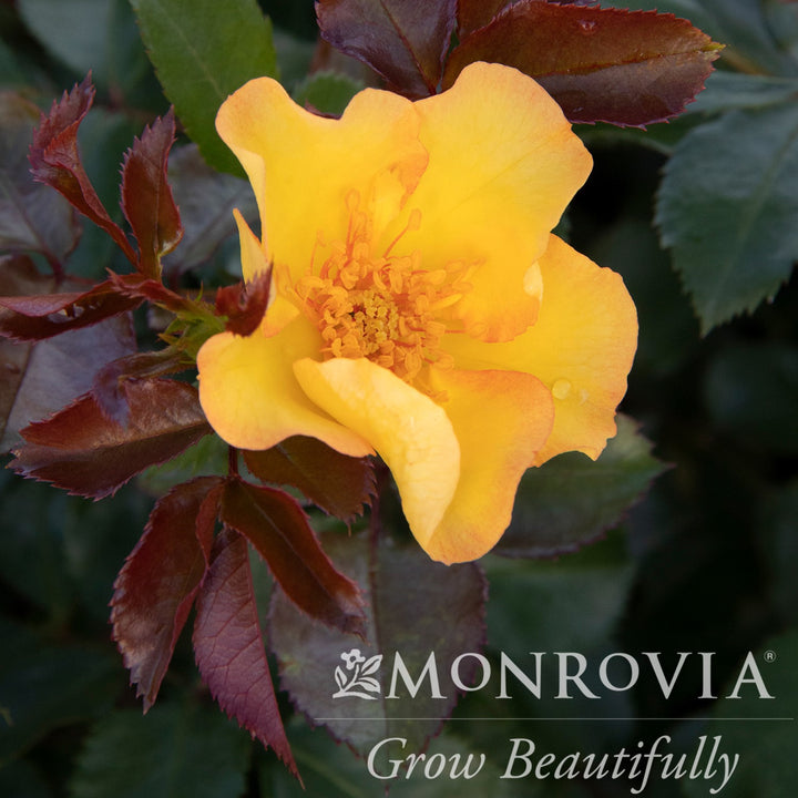 Rosa x 'RUIRI0109A' PPAF ~ Monrovia® Nitty Gritty™ Yellow Rose-ServeScape