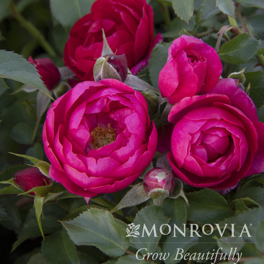 Rosa x 'RUIRI0125A' ~ Monrovia® Nitty Gritty™ Pink Rose-ServeScape