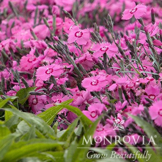 Dianthus x 'KonD1060K3' PPAF ~ Monrovia® Mountain Frost™ Pink Twinkle Dianthus-ServeScape