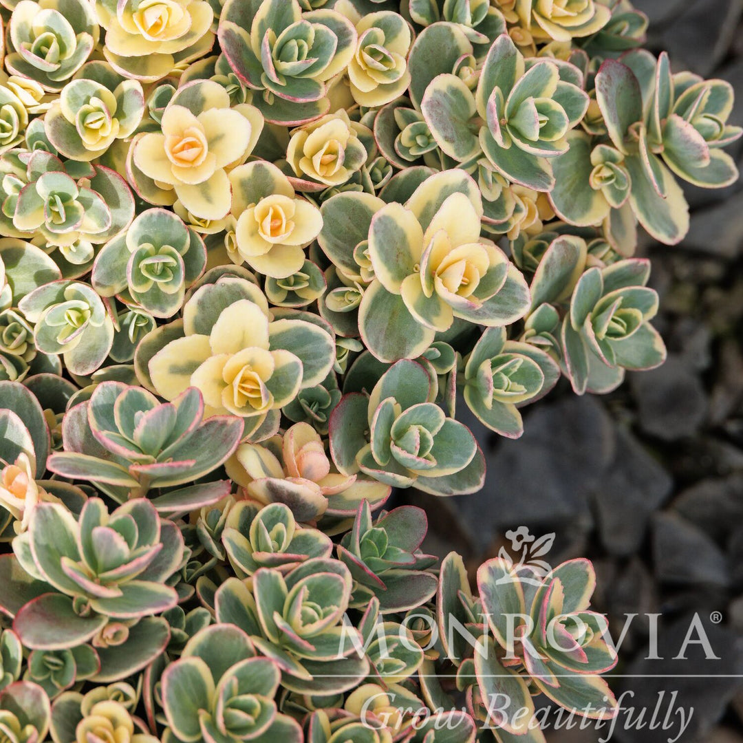 Sedum 'Lime Twister' ~ Monrovia® SunSparkler® Lime Twister Sedum-ServeScape