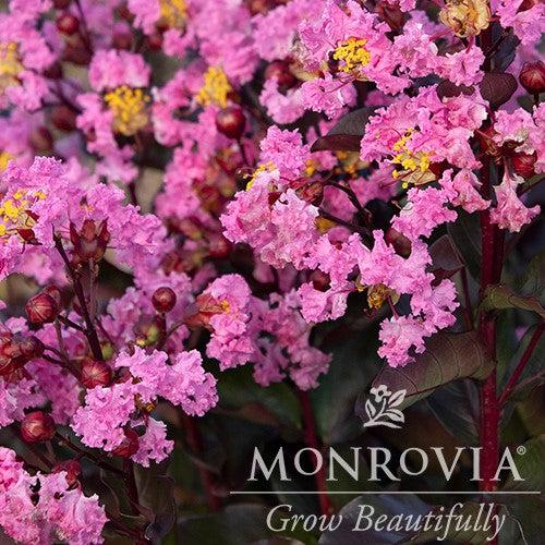 Lagerstroemia indica 'Whit X' PP #27,085 ~ Monrovia® Play It Again® Double Dynamite® Crape Myrtle-ServeScape