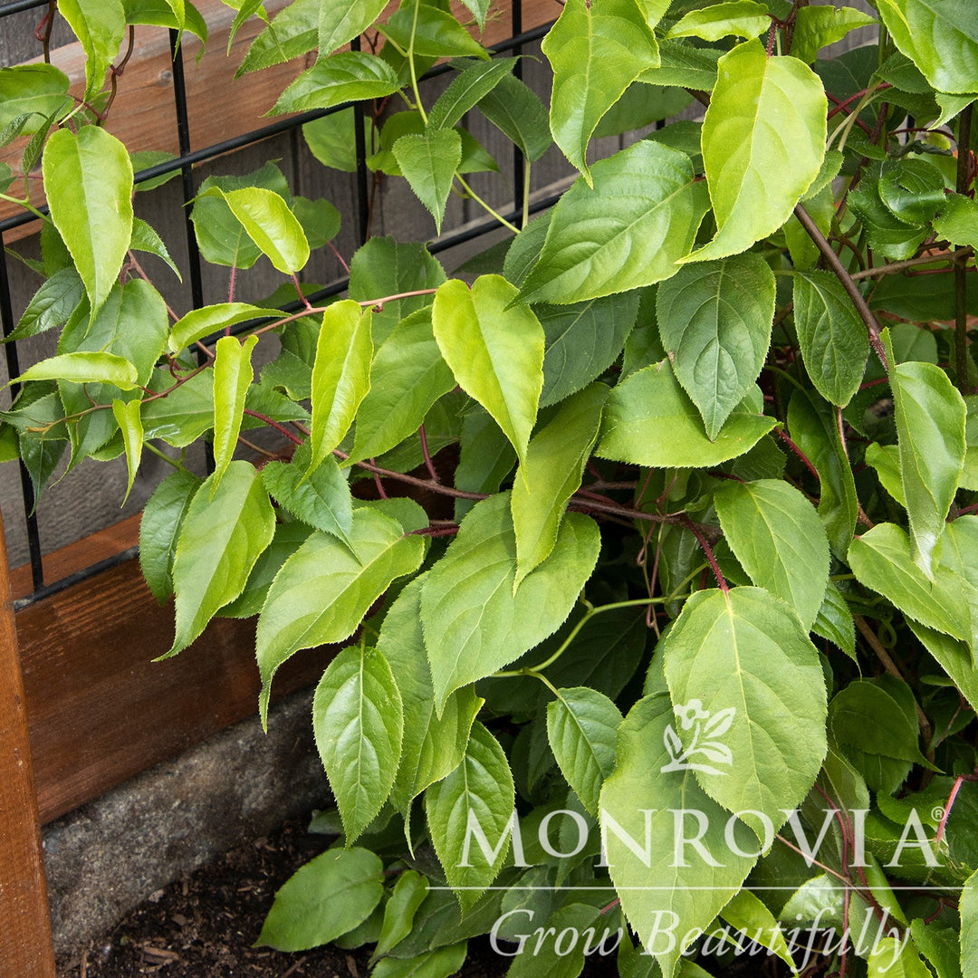 Actinidia arguta (Male), Actinidia arguta 'Issai' (Female) ~ Monrovia® Kiwi Magic® Hardy Kiwi Combination-ServeScape