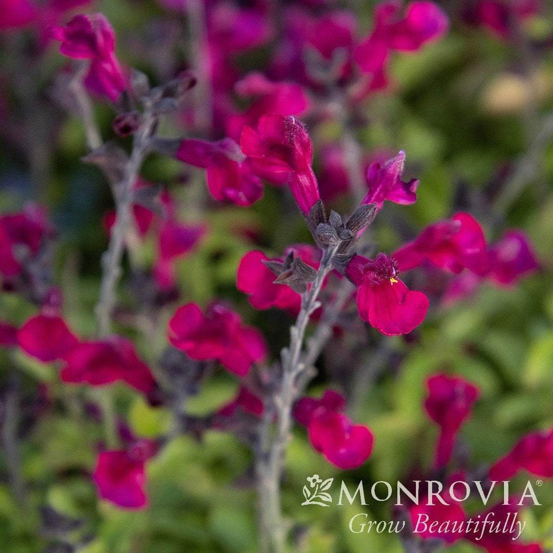 Salvia x jamensis 'Ignition Fuchsia' PP32,046 ~ Monrovia® VIBE® Ignition Fuchsia Salvia-ServeScape