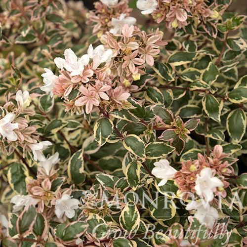 Abelia x grandiflora 'Opstal103' ~ Monrovia® Magic Daydream Abelia-ServeScape