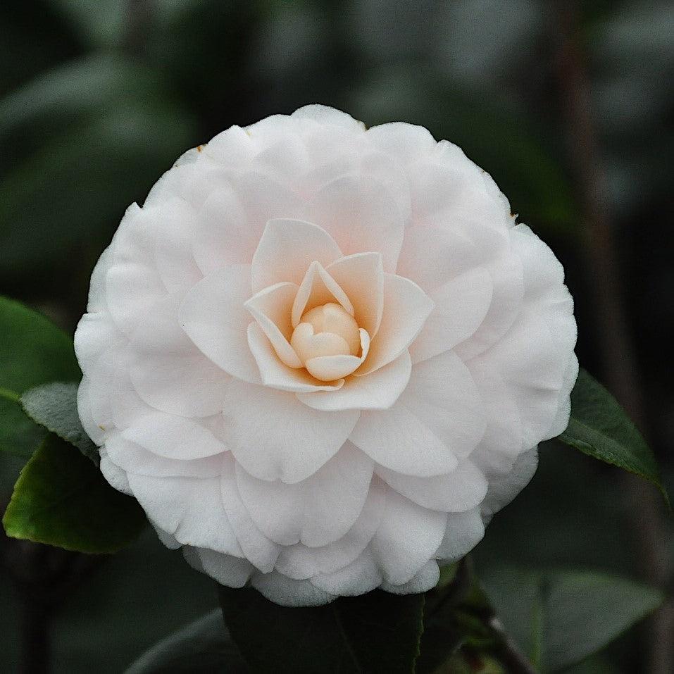 Camellia japonica 'Goggy' ~ Goggy Camellia-ServeScape