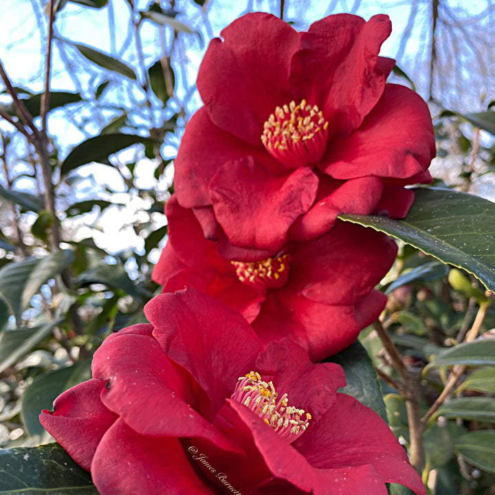 Camellia japonica 'Dr. J.C. Raulston' ~ Dr. J.C. Raulston Camellia-ServeScape