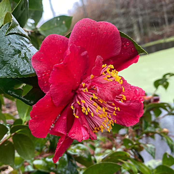 Camellia japonica 'Dr. J.C. Raulston' ~ Dr. J.C. Raulston Camellia-ServeScape