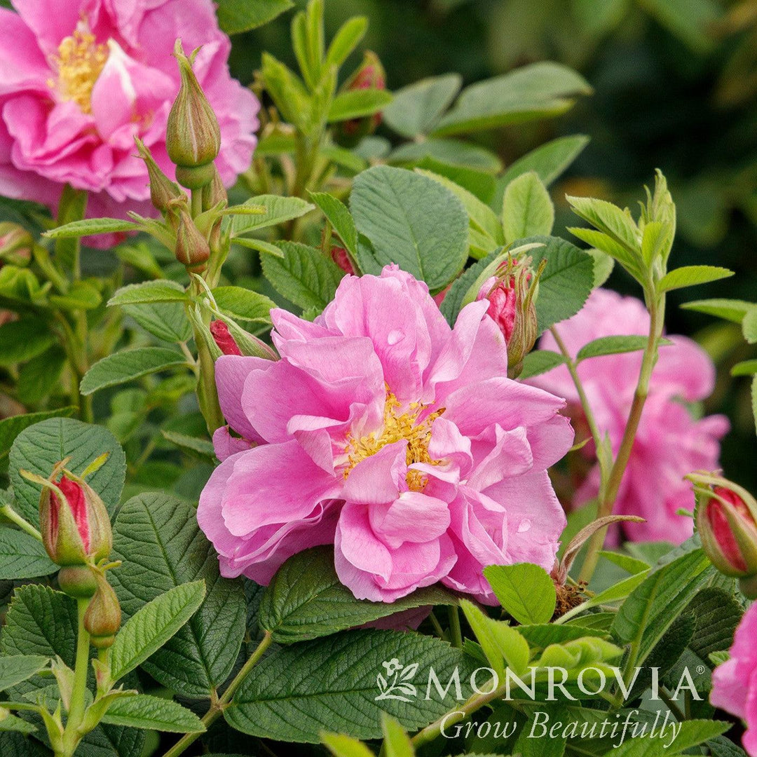 Rosa rugosa 'RUIRJ0078A' PPAF ~ Monrovia® Seaside Swirl™ Pink Rugosa Rose-ServeScape