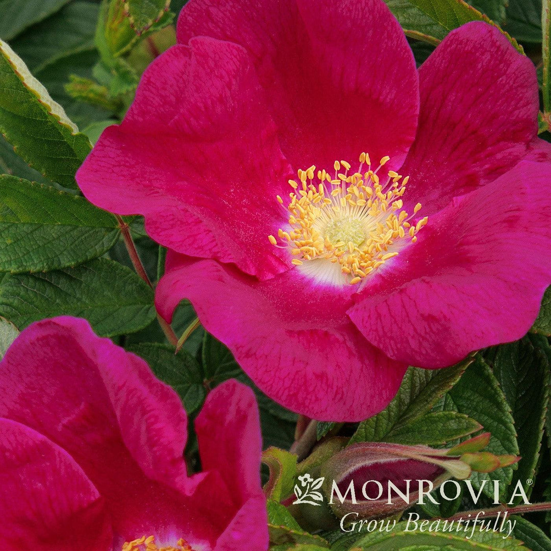 Rosa rugosa 'RUIRJ0110A' PPAF ~ Monrovia® Seaside Swirl™ Red Rugosa Rose-ServeScape