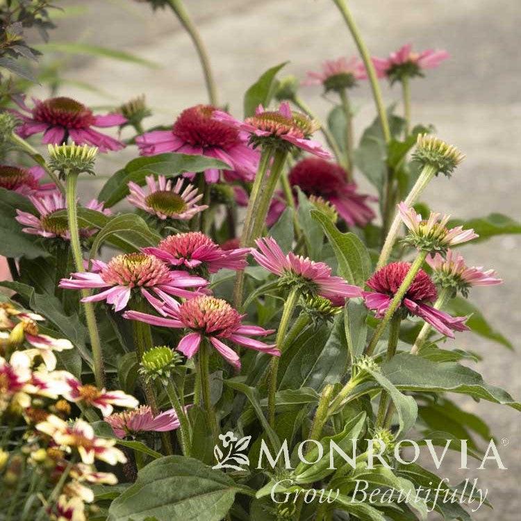 Echinacea 'Noortdeli' ~ Monrovia® Delicious Candy® Coneflower-ServeScape