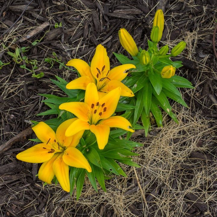 Lilium 'Tiny Bee' ~ Lily Looks™ Tiny Bee Asiatic Lily-ServeScape
