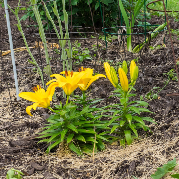 Lilium 'Tiny Bee' ~ Lily Looks™ Tiny Bee Asiatic Lily-ServeScape