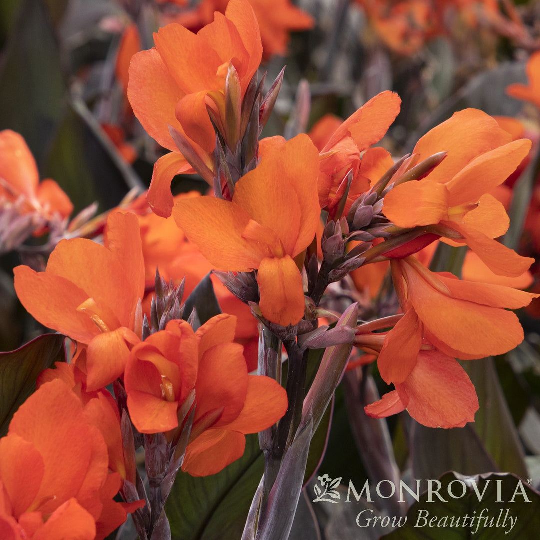 Canna x generalis 'Bronze Orange' ~ Monrovia® CANNOVA® Bronze Orange Canna Lily-ServeScape