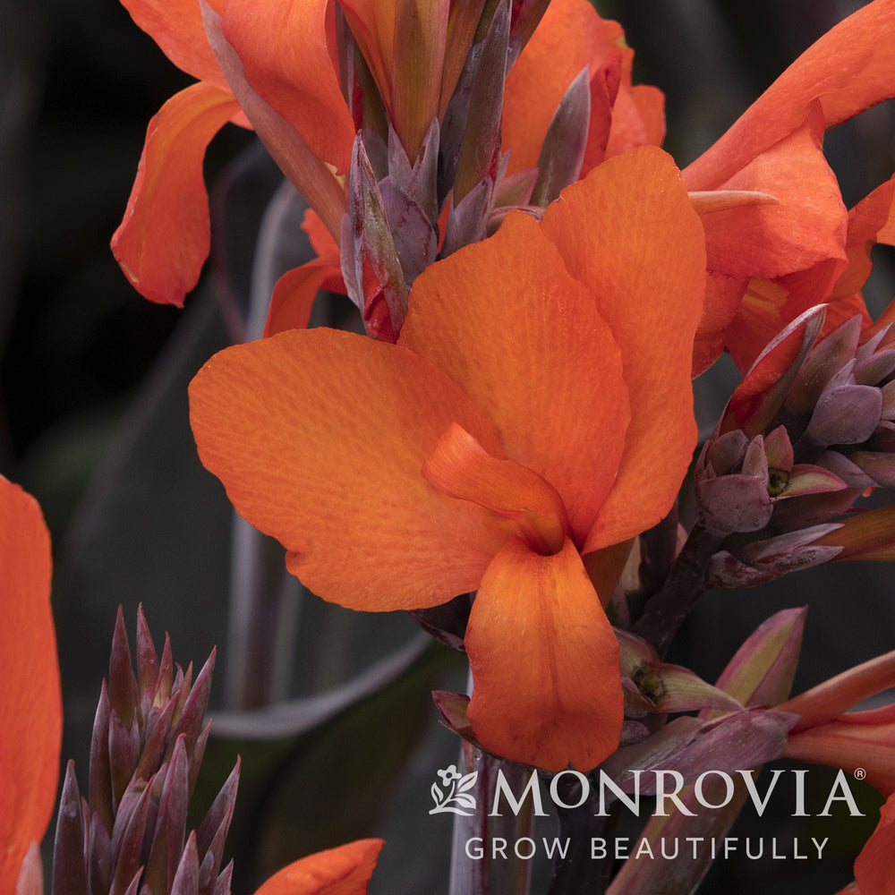Canna x generalis 'Bronze Orange' ~ Monrovia® CANNOVA® Bronze Orange Canna Lily-ServeScape