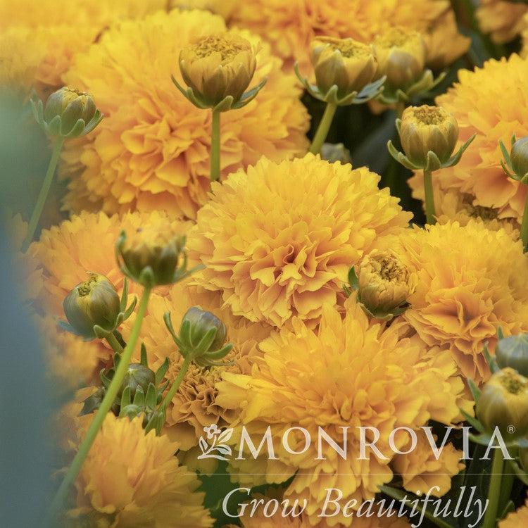 Coreopsis grandiflora 'DCOREO16' ~ Monrovia® Solanna™ Golden Sphere Tickseed-ServeScape
