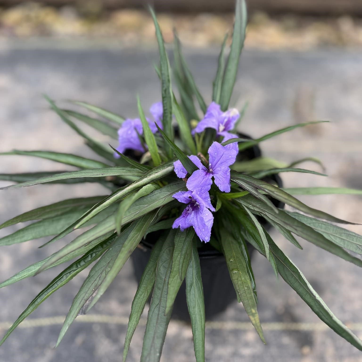 Ruellia brittoniana 'Katie's Dwarf' ~ Katie's Dwarf Blue Petunia-ServeScape