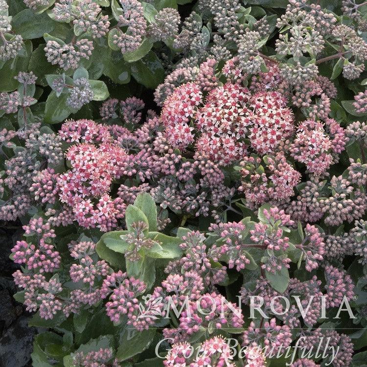 Sedum 'Purple Crush' ~ Monrovia® Evolution™ Purple Crush Sedum-ServeScape