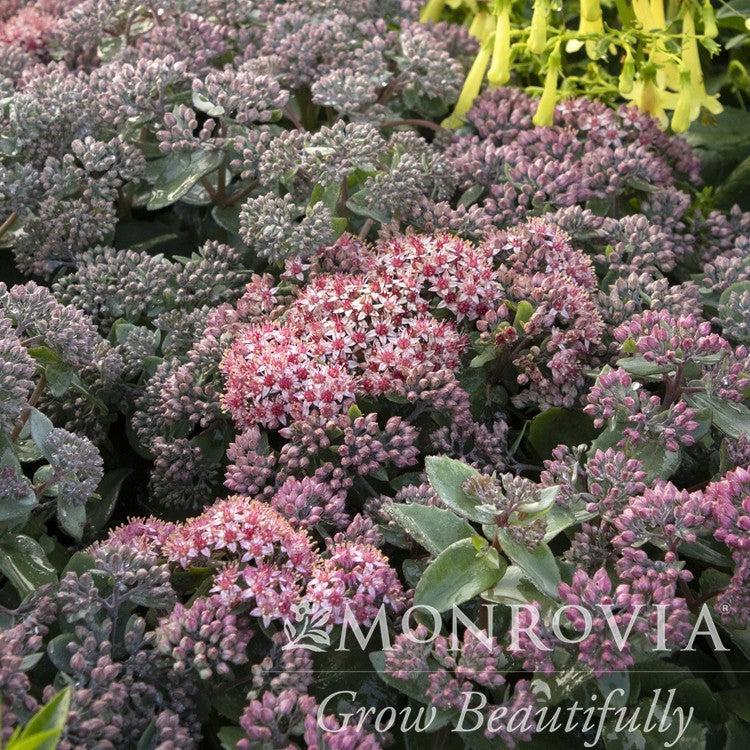 Sedum 'Purple Crush' ~ Monrovia® Evolution™ Purple Crush Sedum-ServeScape