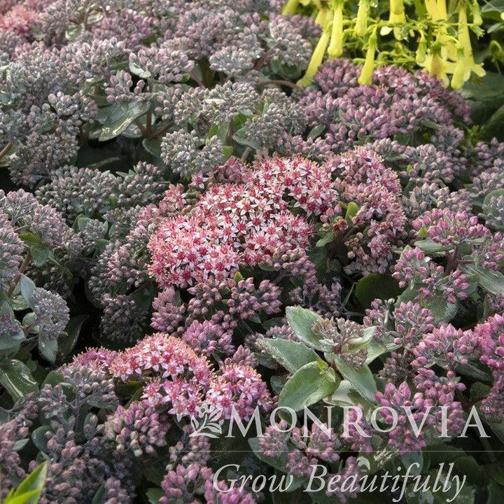 Sedum 'Purple Crush' ~ Monrovia® Evolution™ Purple Crush Sedum-ServeScape