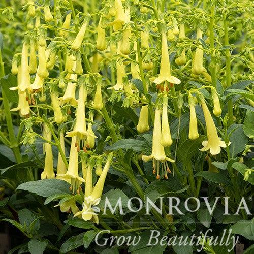 Phygelius 'TNPHYCY' ~ Monrovia® Colorburst™ Yellow Cape Fuchsia-ServeScape