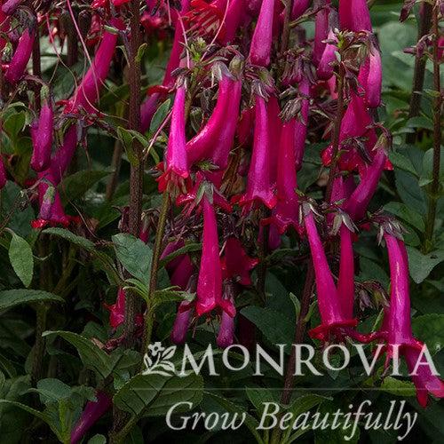 Phygelius 'TNPHYCRO' ~ Monrovia® Colorburst™ Rose Cape Fuchsia-ServeScape
