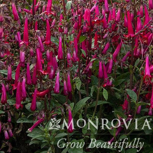 Phygelius 'TNPHYCRO' ~ Monrovia® Colorburst™ Rose Cape Fuchsia-ServeScape