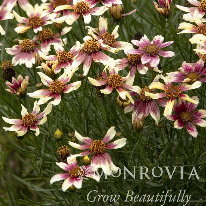 Coreopsis verticillata 'TNCORSR' PP #30,996 ~ Monrovia® Sunstar™ Rose Coreopsis-ServeScape